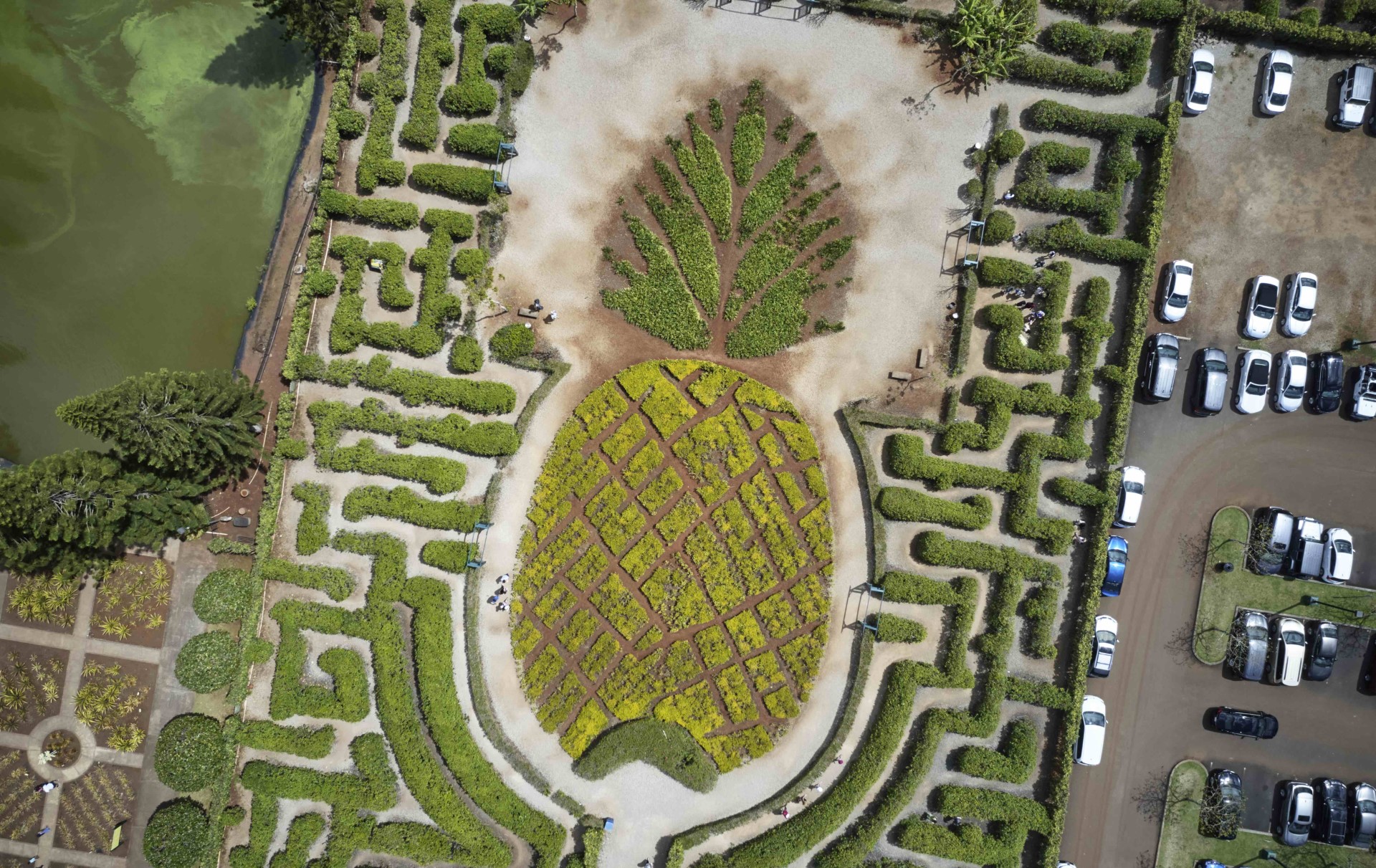 Navigate The Pineapple Maze At Dole Plantation Hawaii Magazine