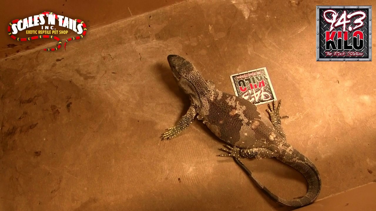 SCALES N TAILS COLD BLOODED PICK BIG GAME EDITION 94.3 KILO