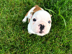 Susan’s New Article