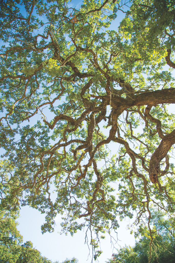oak tree
