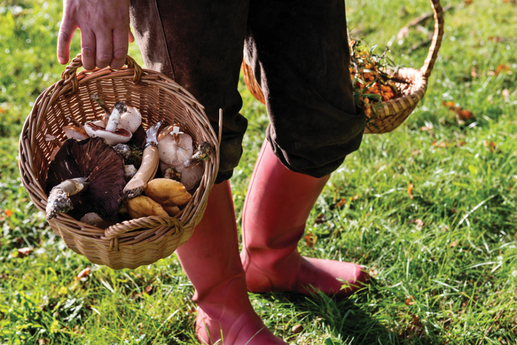 edible mushrooms