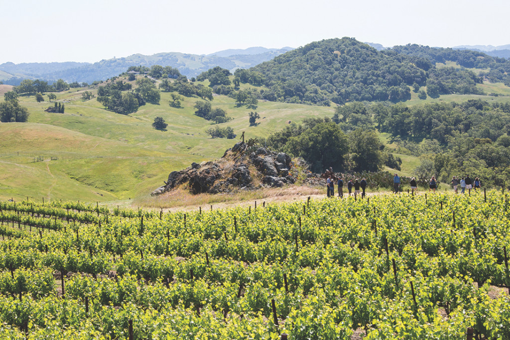 Jordan Vineyard hiking
