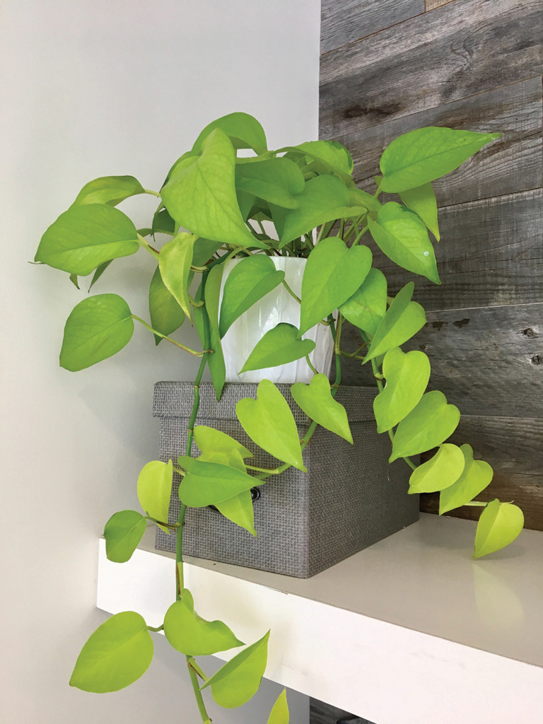 Houseplant