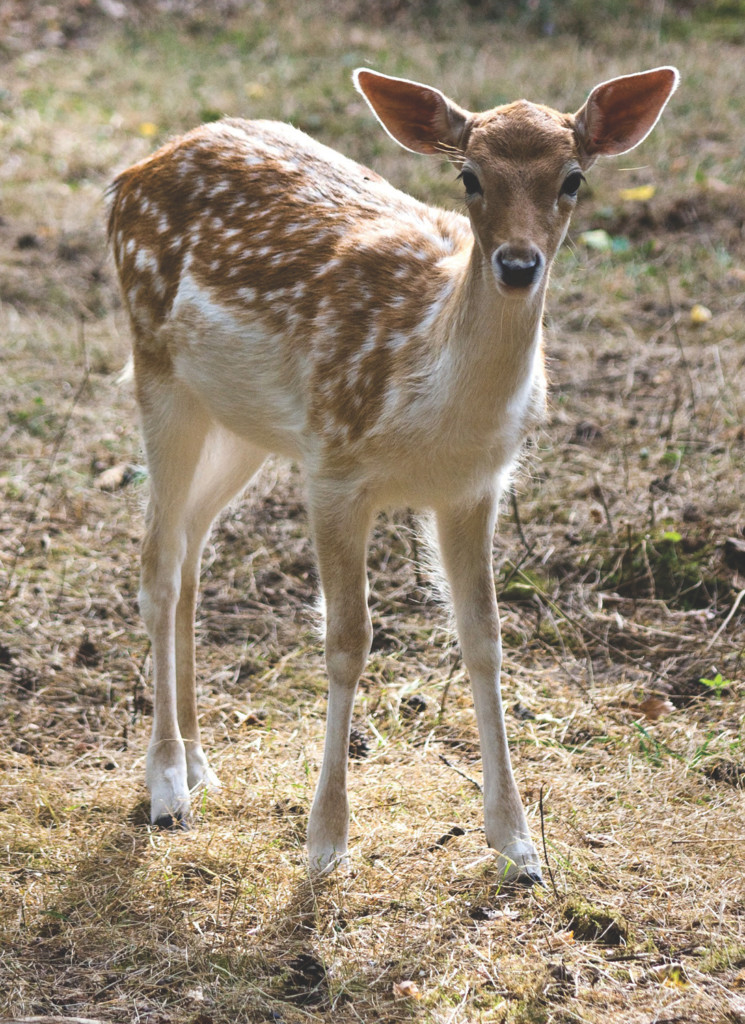 deer in Marin