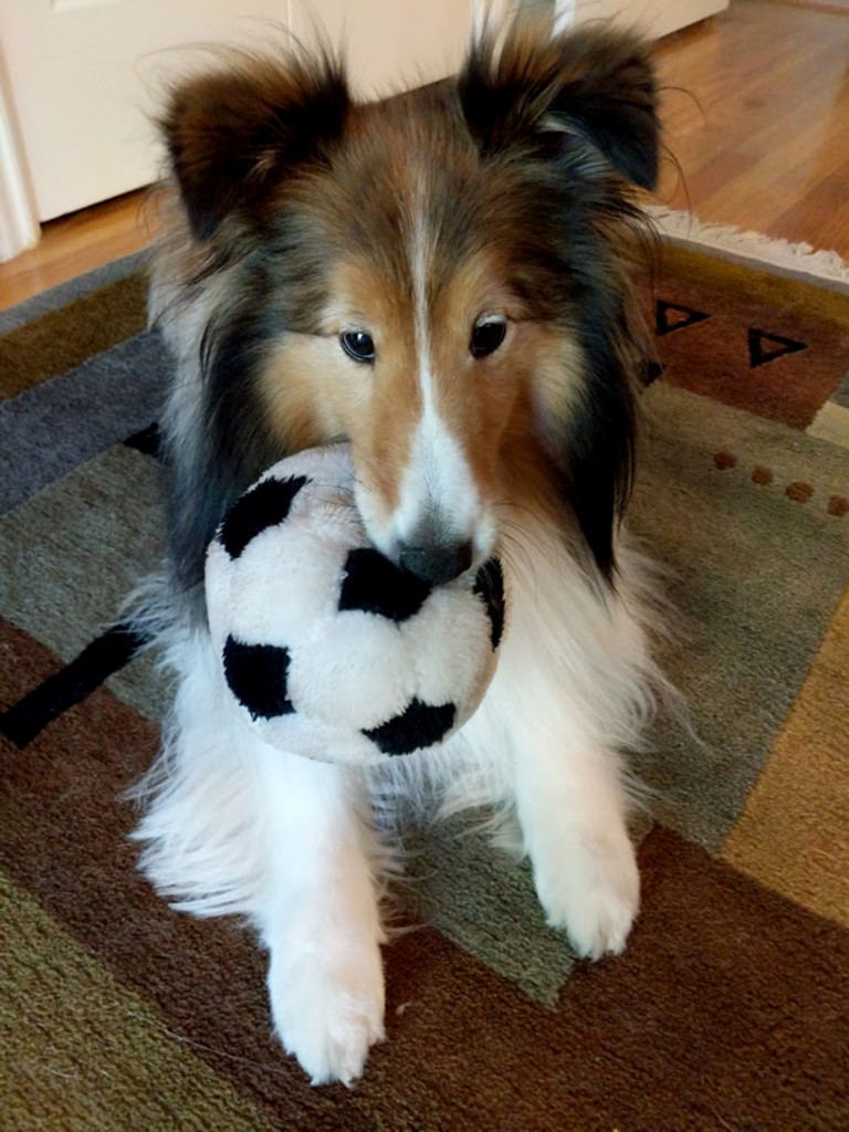 Jethro sheltie