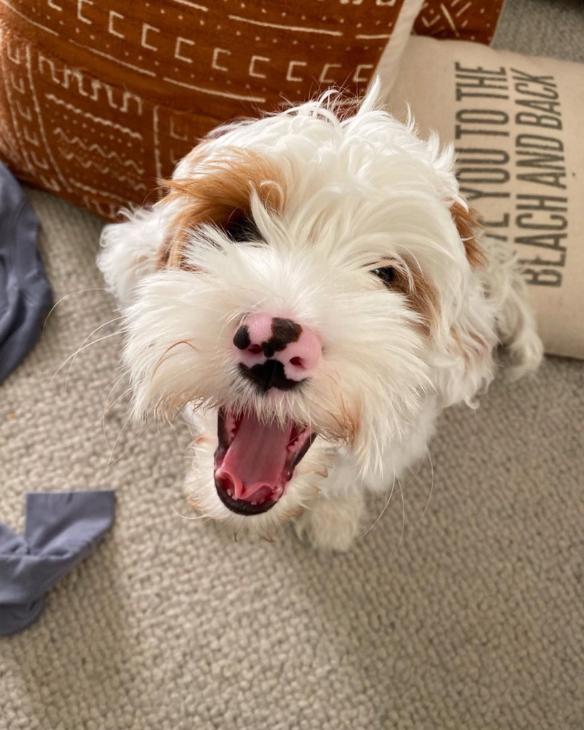 Marin Dog Millie