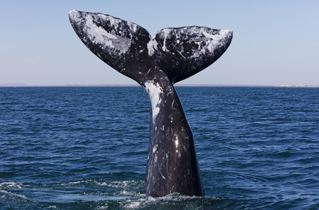 Whales