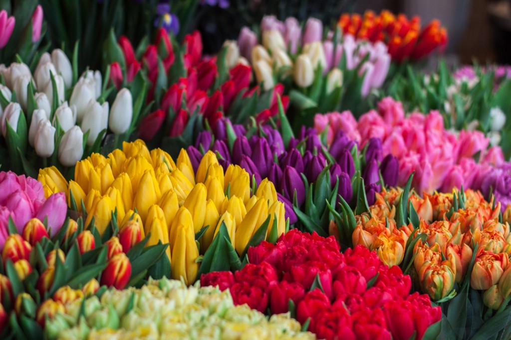 Best 5 Colorful Tulips