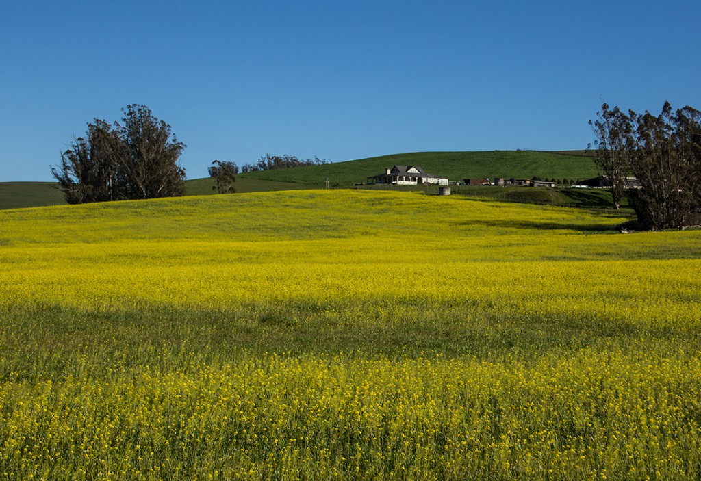 Mustard