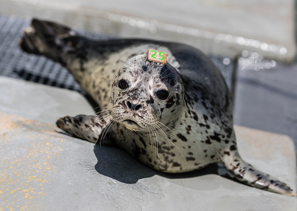 Seal pup