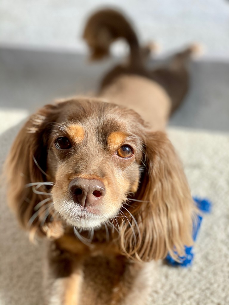 Pet Of The Month Marla 2