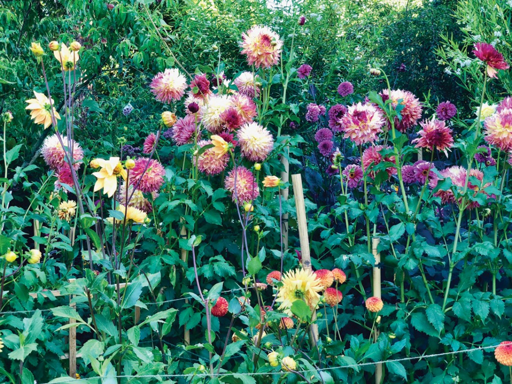 Mm 1019 Garden Img 8843