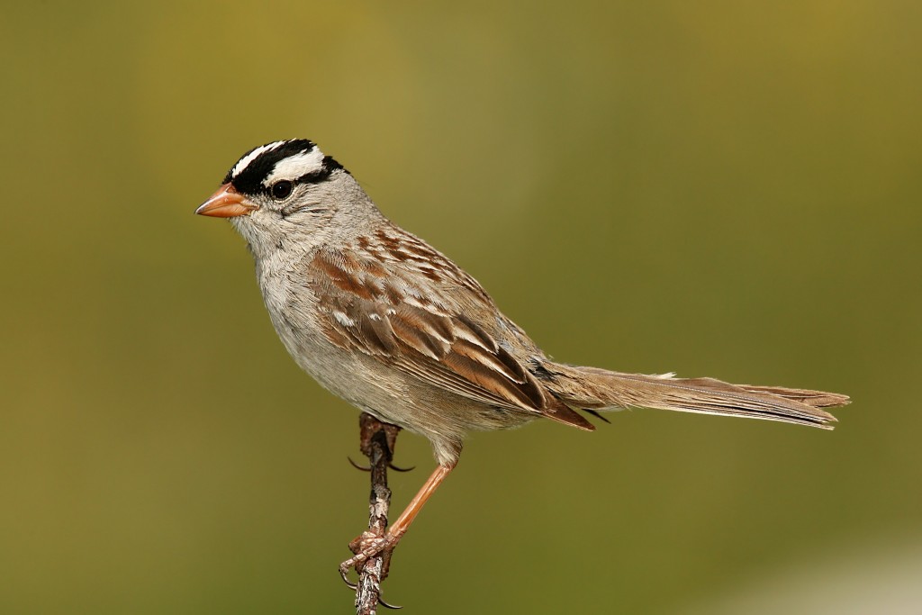White Crowned Sparrow