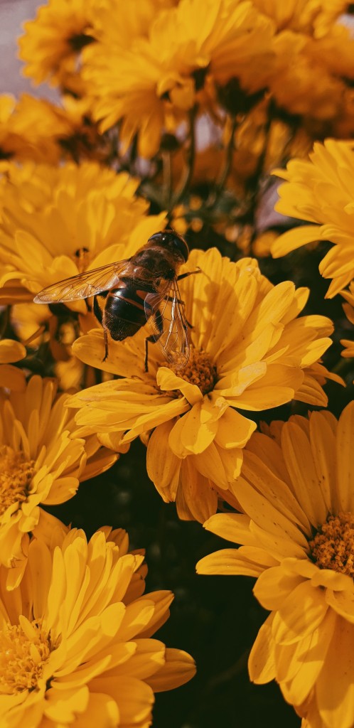 Mm 0720 Bees Opener