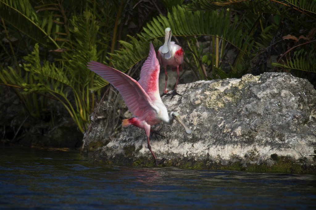 Roseate Spoonbill Couple