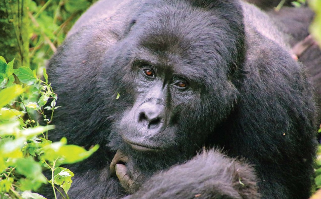 Gorilla