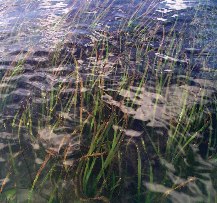 eelgrass