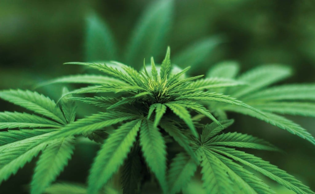 Growing cannabis