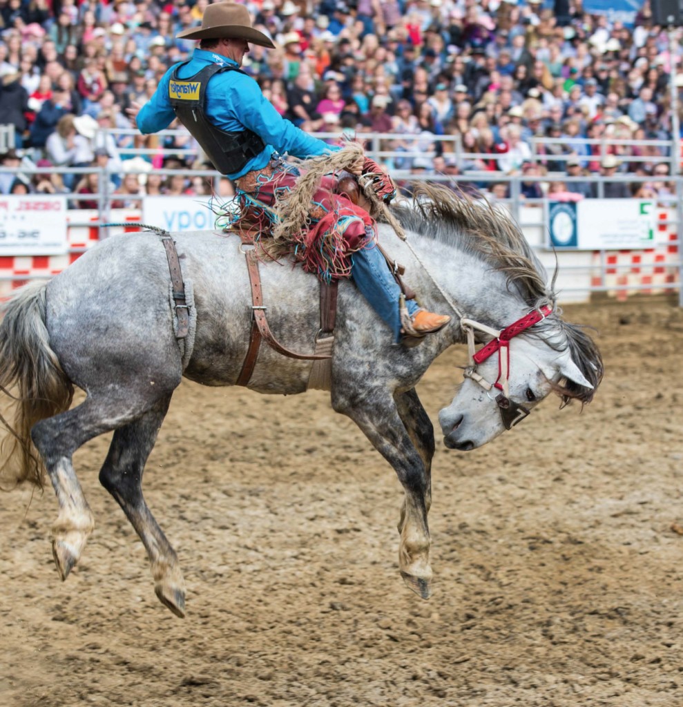 Gold County Pro