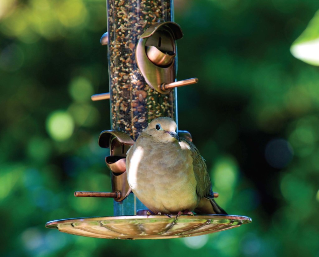 Marin Magazine, Bird, Garden