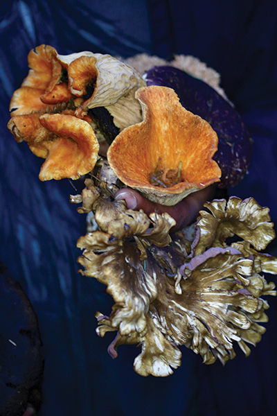 Mushrooms