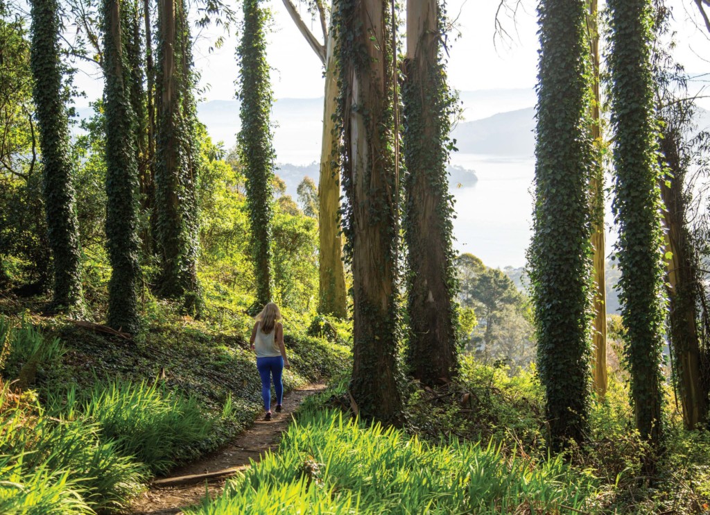 forest bathing