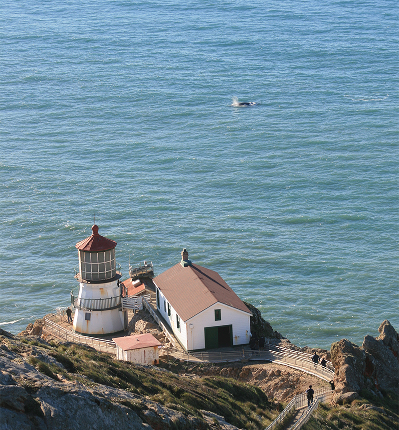 Marin Magazine, Grey Whale Migration