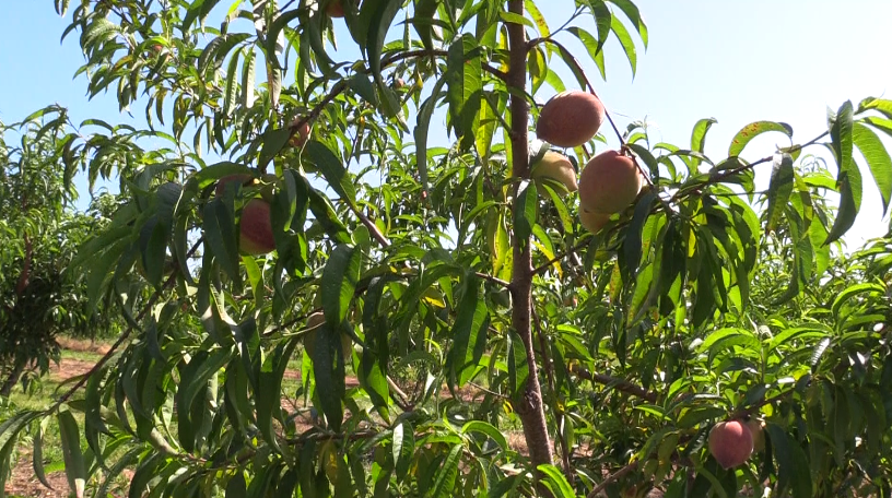 Peaches from Dickey Farms.