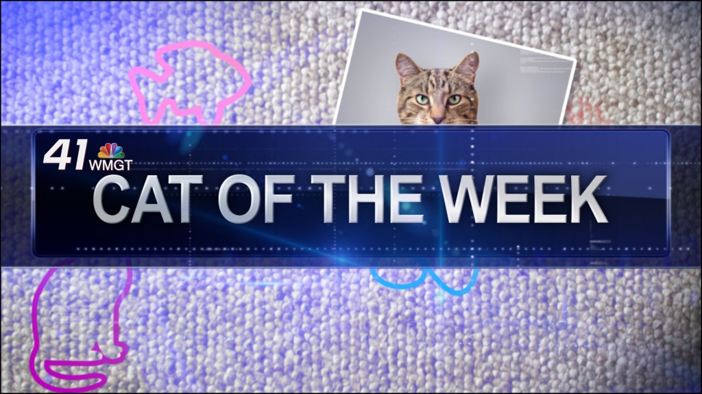 Generic Cat of the Week still