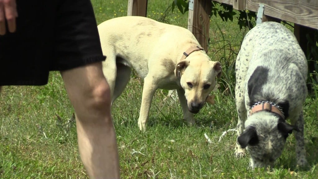 Mixed-breed dog named Chaser found a human skull in Jones County.