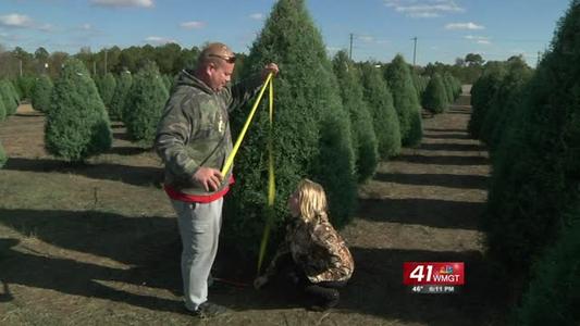 Christmas tree shoppers keep Thanksgiving tradition at Roberts Tree