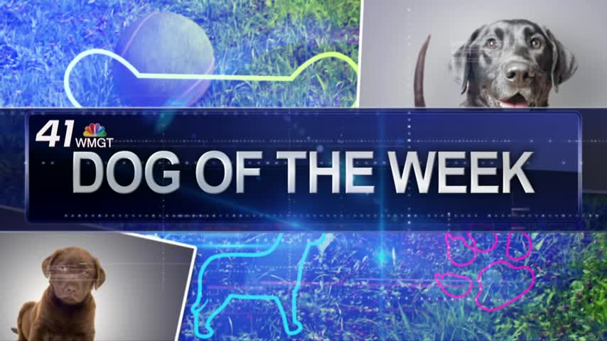 Daisy is your Dog Of The Week this week.