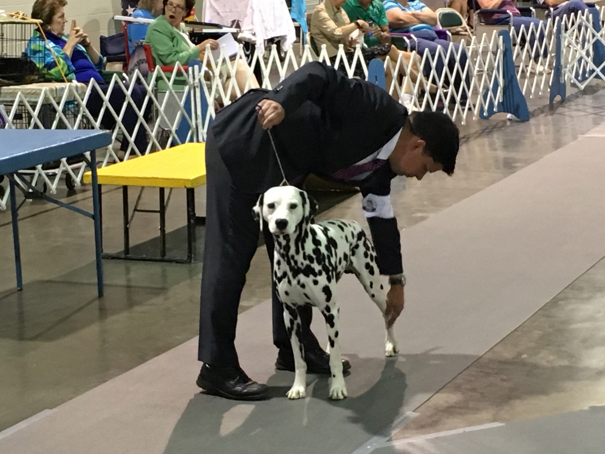 Crossroads Cluster Dog Show underway - 41NBC News | WMGT-DT