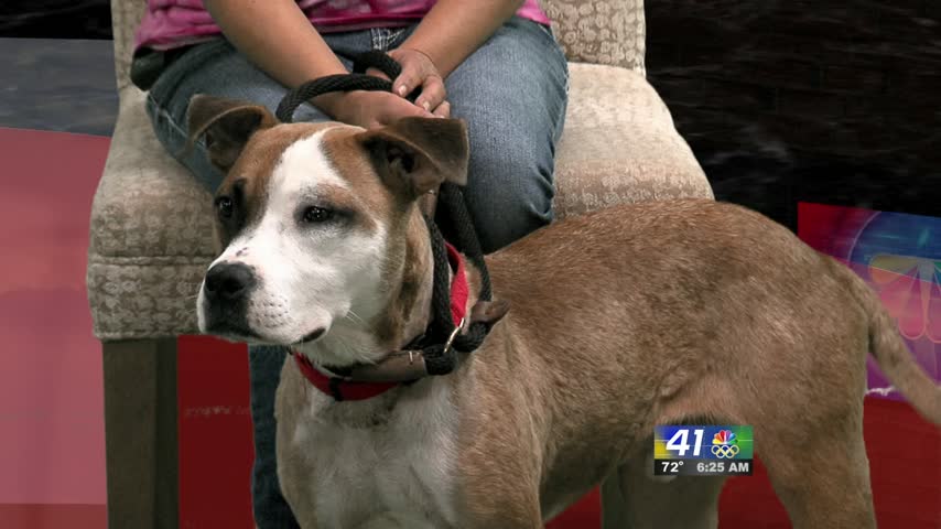 Gabriel is your Dog Of The Week this week.