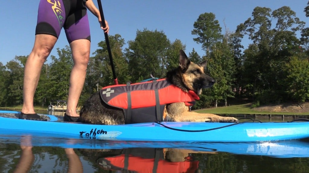 Gretta Paddle Board Dog