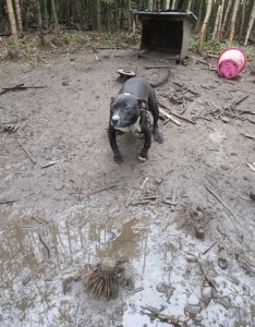 Rescued dog