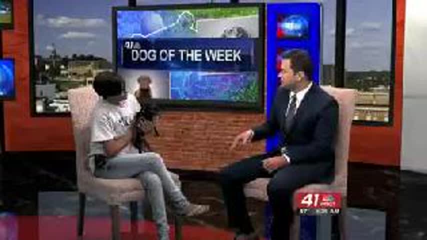 Adopt Jake now from Critical Care For Animal Angels.