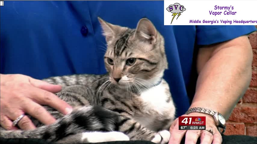 Mittens is your Cat Of The Week this week.