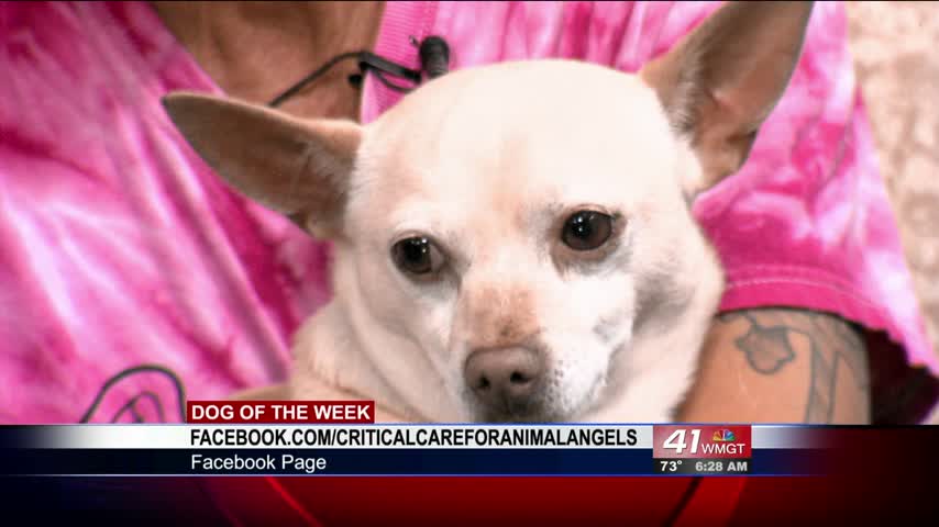 Peanut the dog is ready to be adopted from Critical Care For Animal Angels.