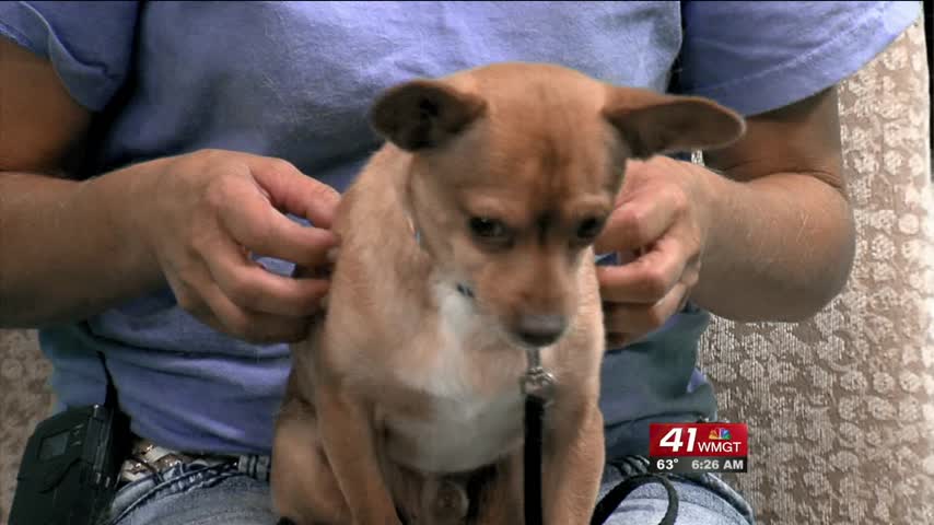 Poncho is ready to be adopted! If you want more information