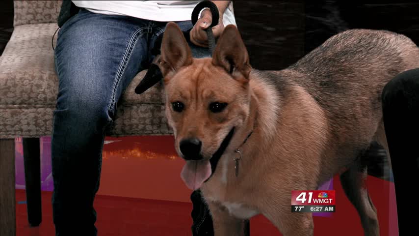 Rita is ready to be adopted from Critical Care For Animal Angels in Byron.