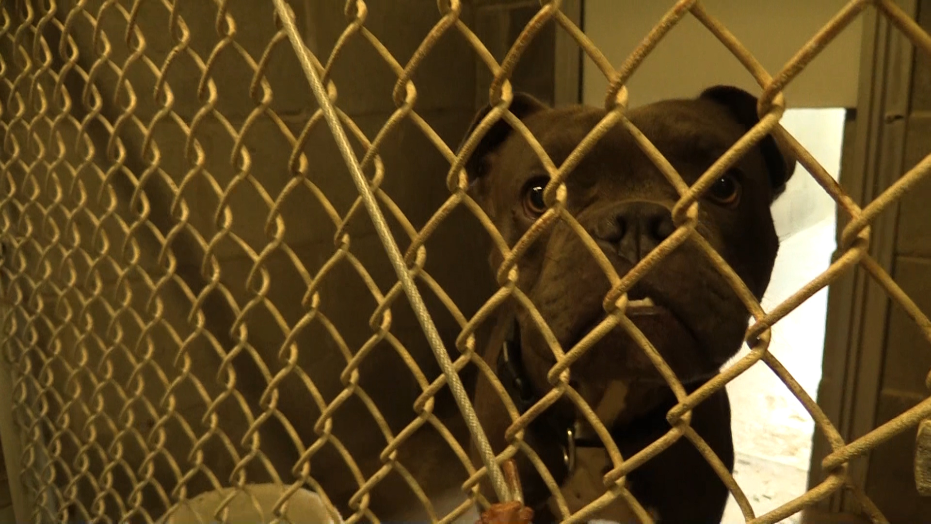 Warner Robins Animal Control full with stray dogs after July 4 fireworks 41NBC News WMGTDT