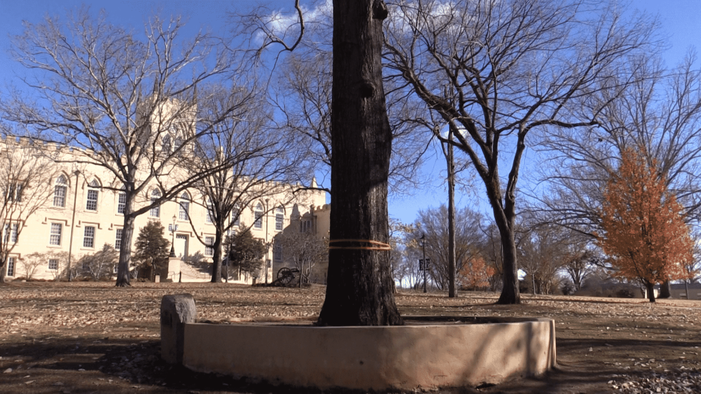 The tree was planted in 1921 in honor of the men who fought in World War 1.