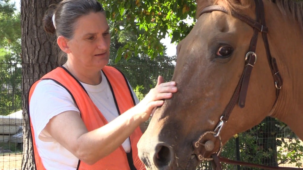 Pulaski State Prison Program Helps Sick Horses Inmates 41nbc News Wmgt Dt