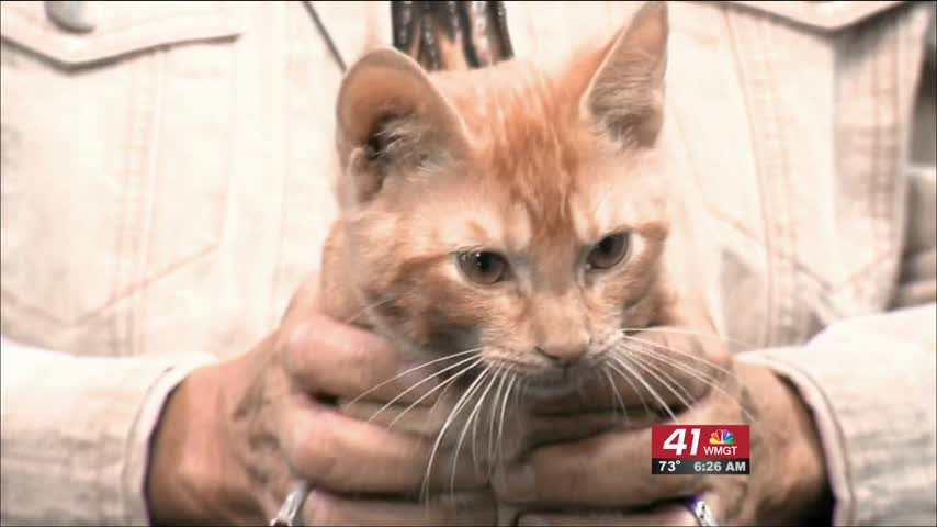 Chip is your Cat Of The Week this week.