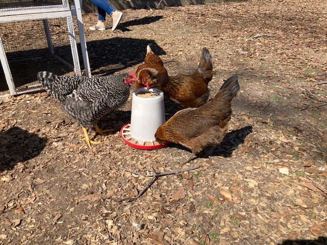 Hen House tour in Macon