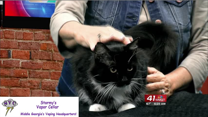 Gigi is your Cat Of The Week this week!