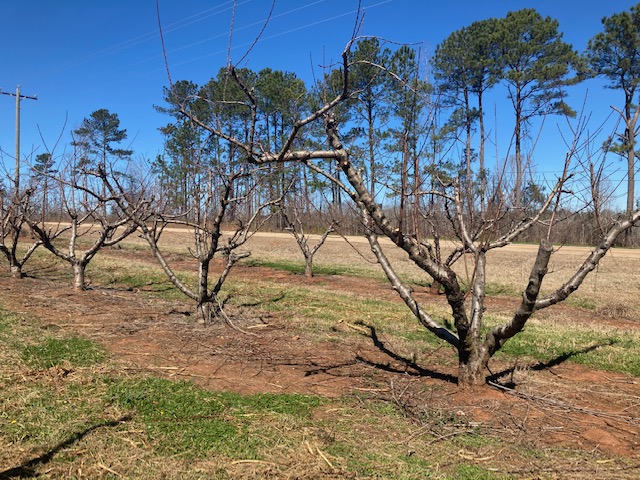 Peach season approaching