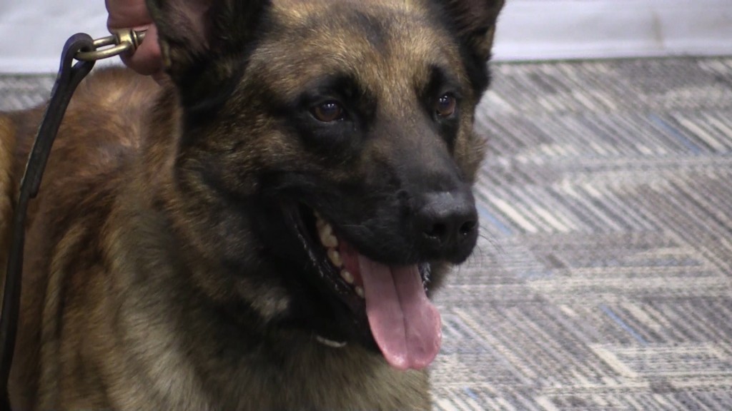 K9 Deputy Athena joined the ranks of the Bibb County Sheriff's Office Tuesday.