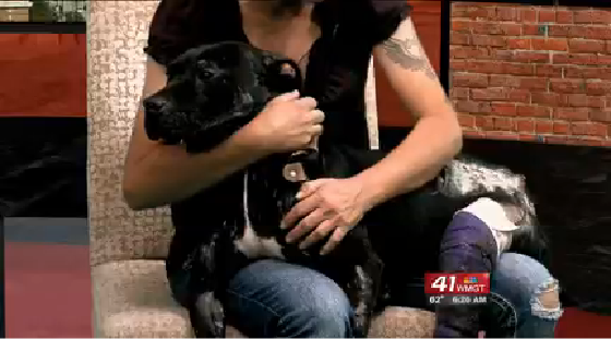 Stark is a survivor dog--he was found in an abandoned building alone.